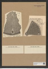 Aulacodiscus margaritaceus var. debyi (Pant.) Rattr. (de-Toni-Nr.: Genus 182, Species 4515) Zeichnungen Sammlung Grunow Nr. 8090 (NHMW-BOT-W0377423)